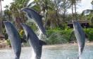 Half Moon Jamaica - Dolphin lagoon