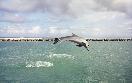 Half Moon Resort  Jamaica - Dolphin Lagoon