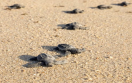 paradisus los cabos beach baby turtles 
